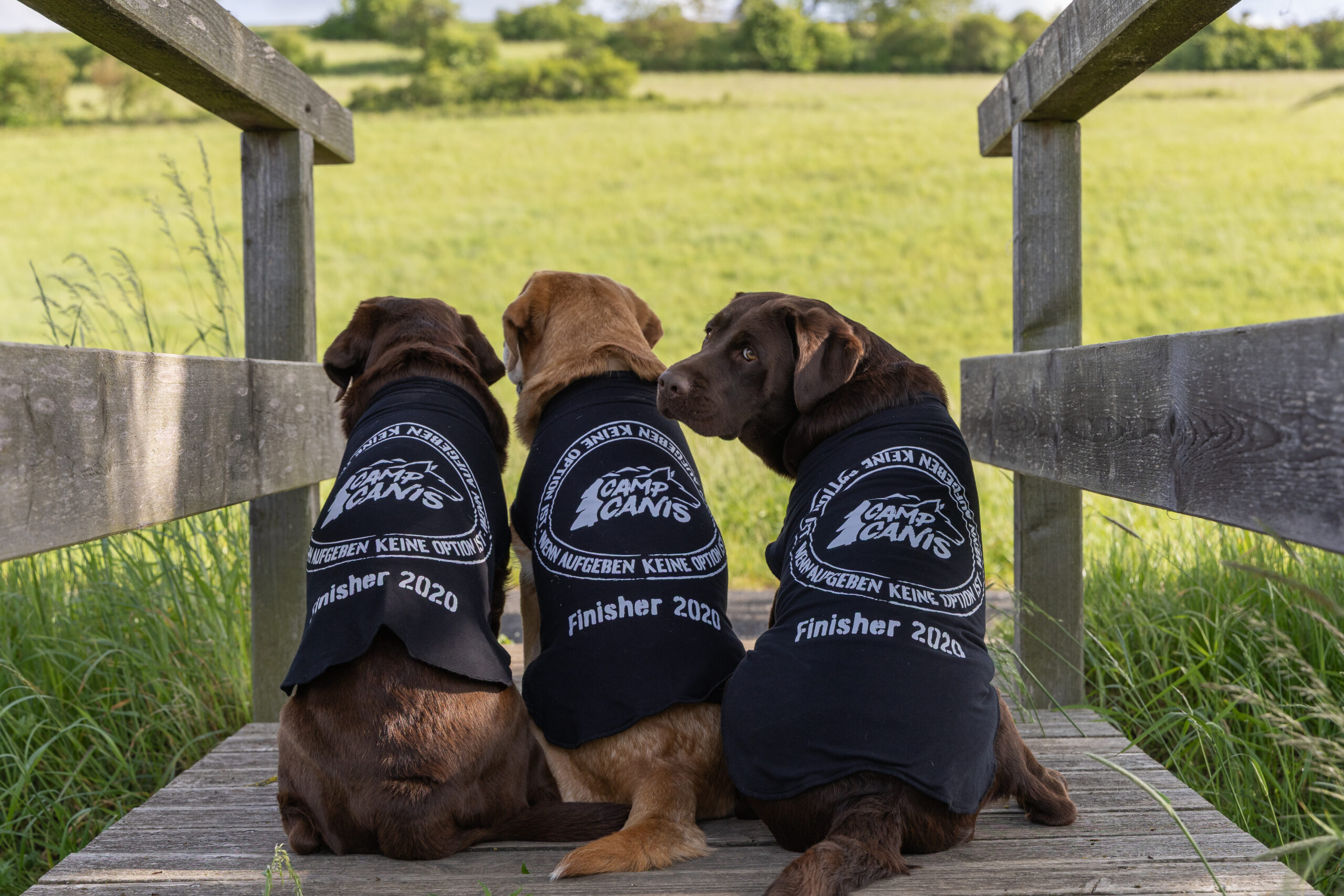 Hundeshirt "Wenn Aufgeben..." – Bild 6