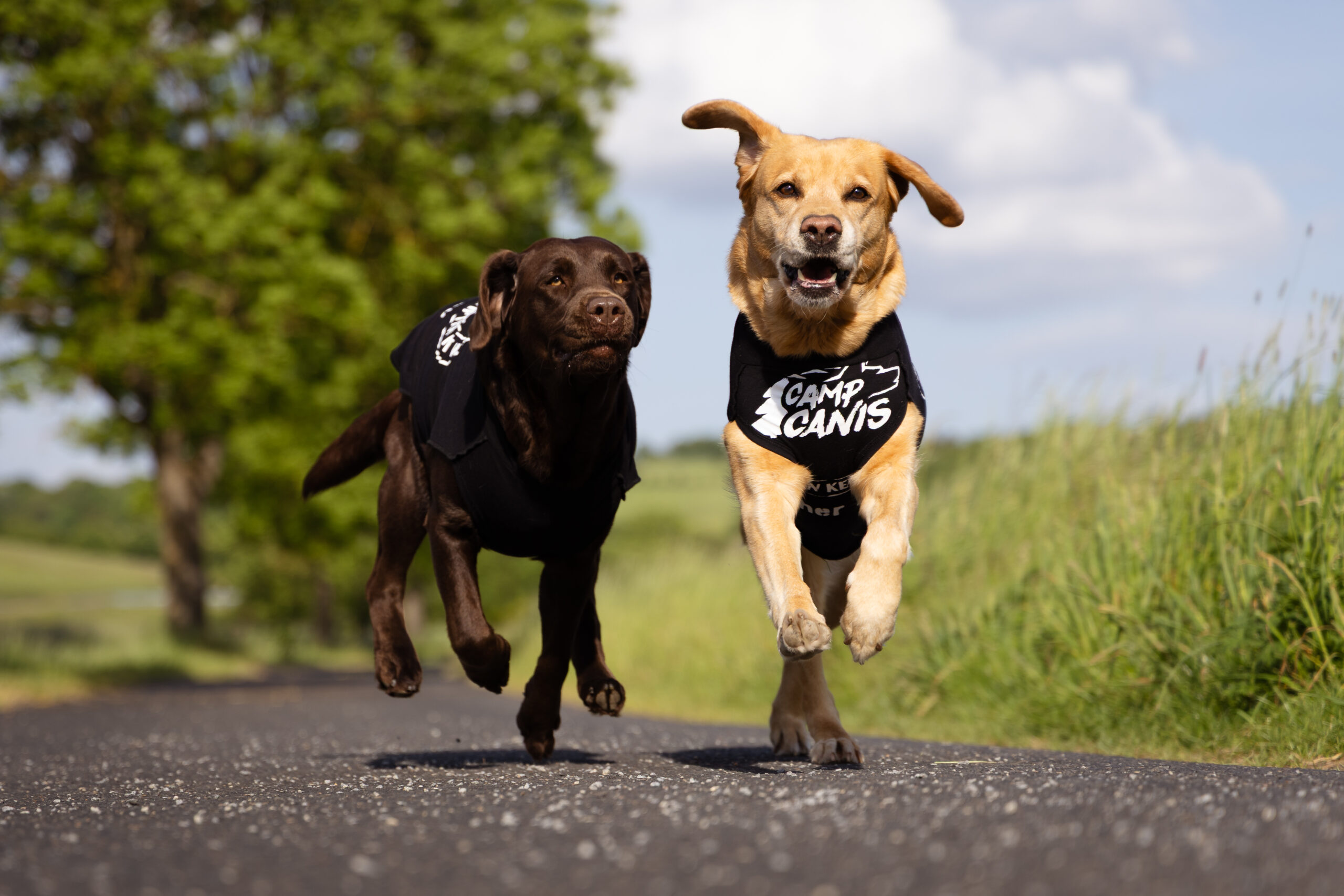 Hundeshirt "Wenn Aufgeben..." – Bild 3